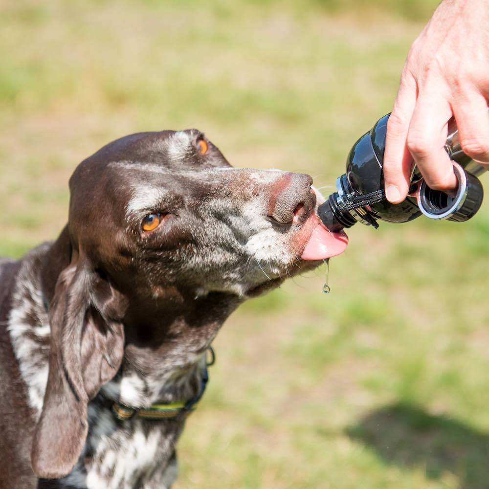 Is Bottled Water Safe For Dogs? BPA – Travfurler