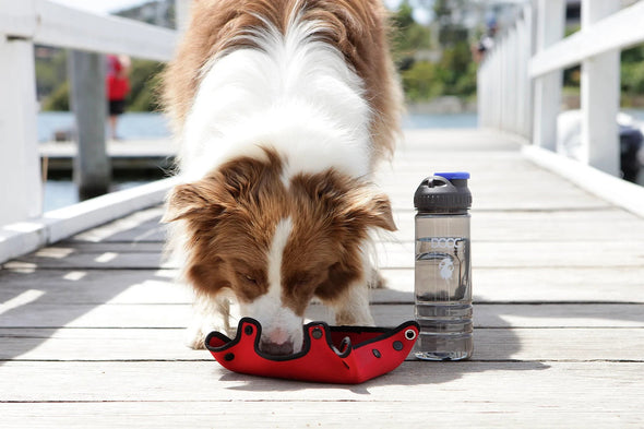 DOOG 3 in 1 Water Bottle & Bowl Pet Bowls, Feeders & Waterers DOOG 
