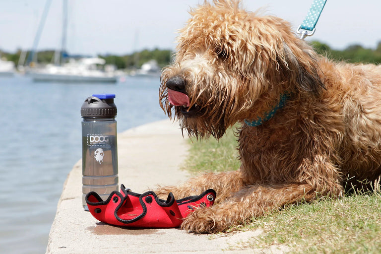 3-in-1 Dog Water Bottle   – The Dawg Catalog