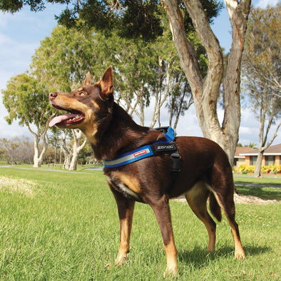 Express Harness with Exchangeable Side Patches - EzyDog Dog Harness Ezy Dog 