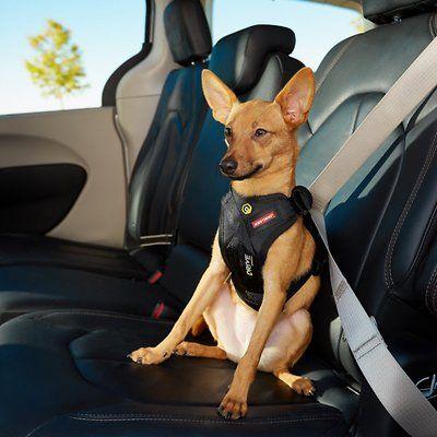 EzyDog Car Harness Drive - Safety Tested Harness Ezy Dog Small 