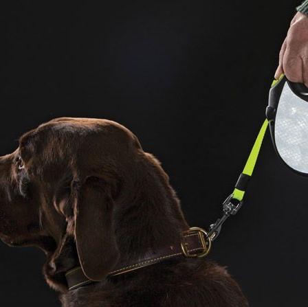Flexi Retractable New Safety + The Neon Dog Leash 3-5 M Retractable Leash Flexi 