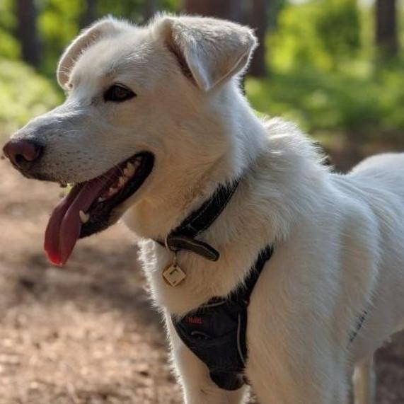 Halti No Pull Dog Harness Pet Collars & Harnesses Company of Animals 