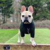 HOTTERdog Dog Fleece Jumper Dog Clothes | Dog Jumper HOTTERdog | Equafleece dog suit