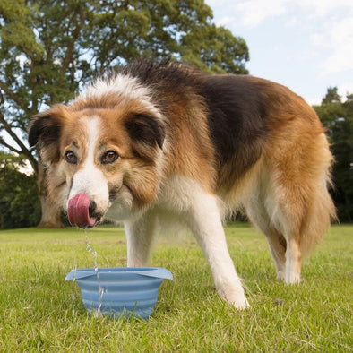 Kurgo Collaps A Bowl Pet Bowls, Feeders & Waterers Kurgo 