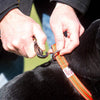 Long Paws Comfort Padded Dog Collar Pet Collars & Harnesses Long Paws 