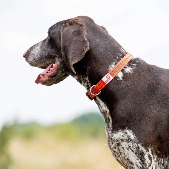 Long Paws Comfort Padded Dog Collar Pet Collars & Harnesses Long Paws 