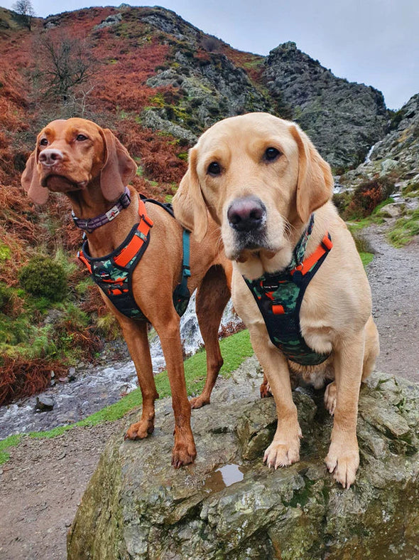 Long Paws Earth Friendly Trig Point Harness Pet Collars & Harnesses Long Paws 