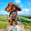Long Paws Earth Friendly Trig Point Harness Pet Collars & Harnesses Long Paws 