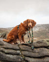 Long Paws Earth Friendly Trig Point Lead Pet Leashes Long Paws 