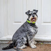 Long Paws Neon Reflective Yellow Dog Collar Pet Collars & Harnesses Long Paws 