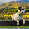 Long Paws Neon Reflective Yellow Dog Collar Pet Collars & Harnesses Long Paws 