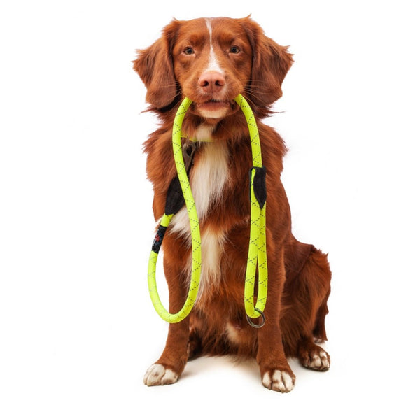 Long Paws Neon Rope Reflective Dog Lead Pet Leashes Long Paws 