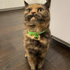 Reflective High-Visibility Cat or Kitten Collars Collar Ancol 