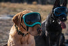 Rex Specs V2 Dog Goggles Ski & Snowboard Goggles RexSpecs 