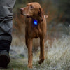 Ruffwear Beacon Dog Safety Light Flashlights & Headlamps Ruffwear 