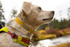 Ruffwear Hi & Light Lightweight Dog Collar (NEW) Pet Collars & Harnesses Ruffwear 