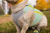 Ruffwear Swamp Cooler Zip Cooling Dog Vest (NEW) Dog Apparel Ruffwear 