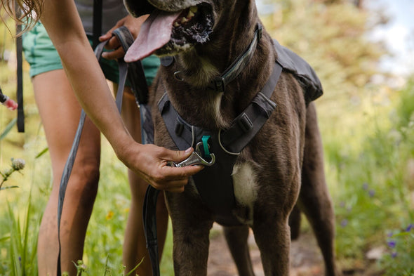 Ruffwear Switchbak Dog Harness Pet Collars & Harnesses Ruffwear 