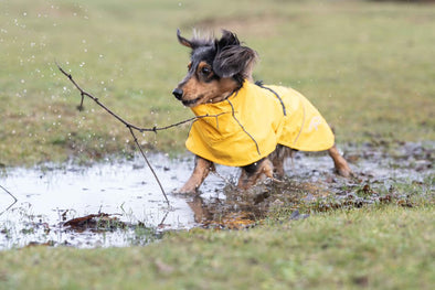 Rukka Hayton Eco Dog Raincoat (NEW) Dog Apparel Rukka 
