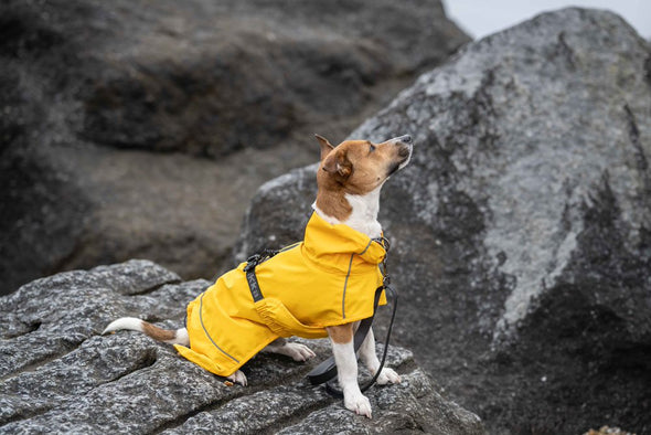 Rukka Hayton Eco Dog Raincoat (NEW) Dog Apparel Rukka 
