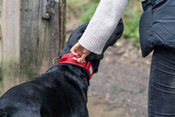 Rukka Mission Dog Collar With Handle Pet Collars & Harnesses Rukka 