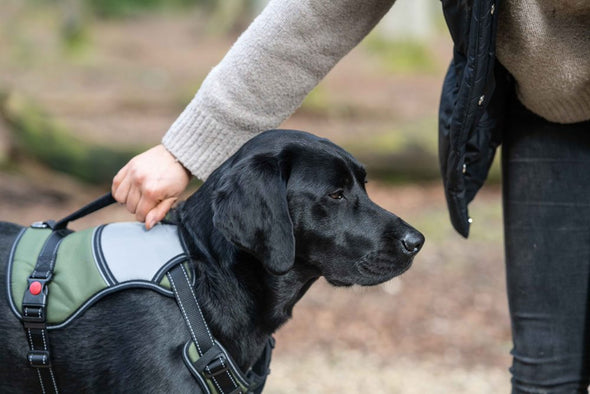 Rukka Mission Dog Harness (NEW) Pet Collars & Harnesses Rukka 