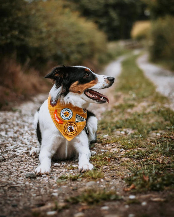 Scouts Honour Iron On Patches For Dogs Appliques & Patches Scouts Honour 