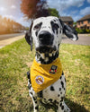 Scouts Honour Iron On Patches For Dogs Appliques & Patches Scouts Honour 