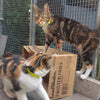 Soft Cat and Kitten Flea Collar - Beaphar Cat Collar Beaphar 