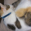 Soft Cat and Kitten Flea Collar - Beaphar Cat Collar Beaphar 