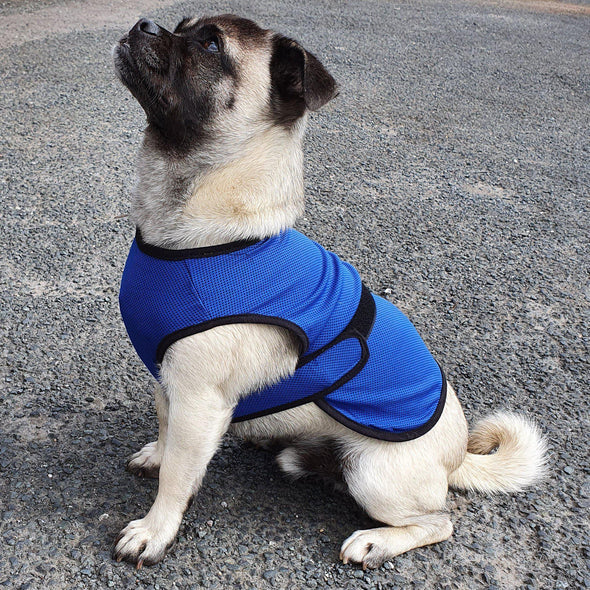 Summer Travel Dog Cooling Vest - Ancol Cooling Coat Ancol 