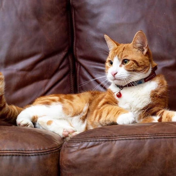 Tom & Tabby Reflective Cat Collar - Long Paws Cat Collar Long Paws 