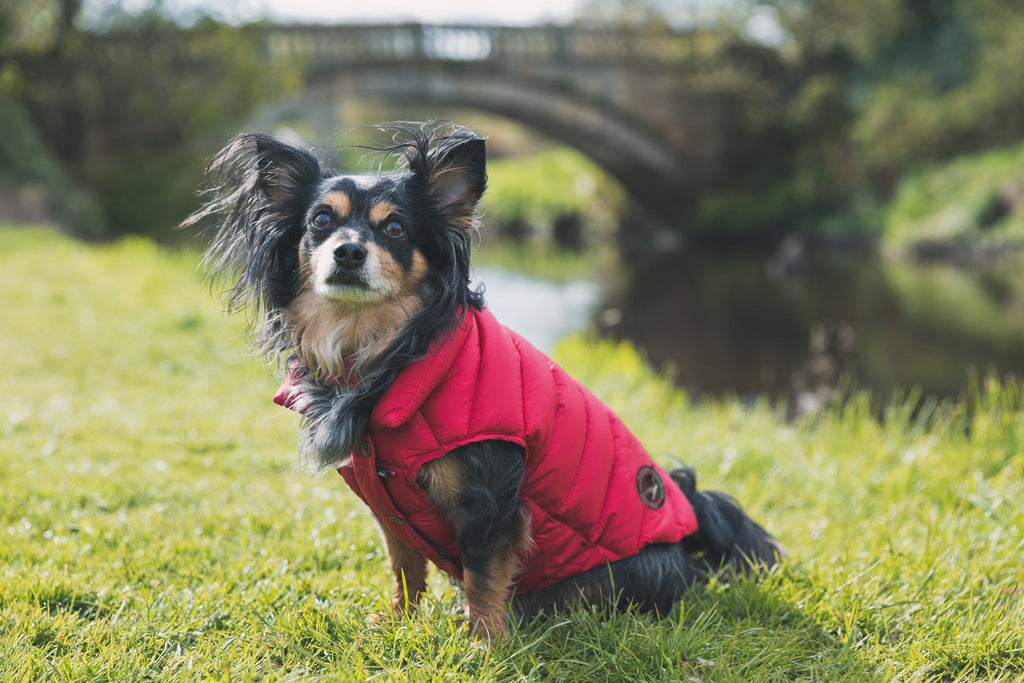 Trespaws Dogby Down Dog Puffer Jacket Travfurler