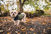 Trespaws Lloyd Eco Friendly Dog Puffer Jacket Dog Apparel Trespaws 
