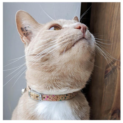 Vegan Cork Leather Cat Collar - Wild Piccolo Cat Collar Wild Piccolo 
