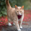 Vegan Cork Leather Cat Harness - Wild Piccolo Cat Harness Wild Piccolo 