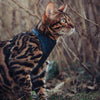 Vegan Cork Leather Cat Harness - Wild Piccolo Cat Harness Wild Piccolo 